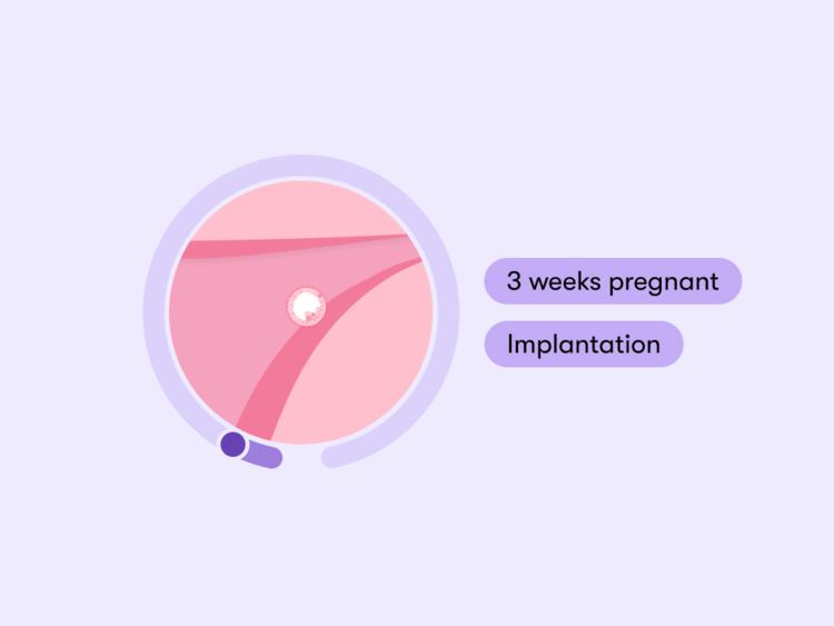 3 weeks pregnant Symptoms tips and baby development